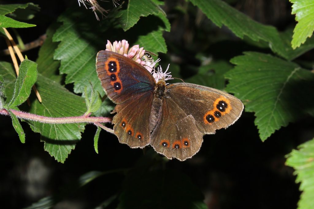 Erebia aethiops (Nymphalidae Satyrinae)